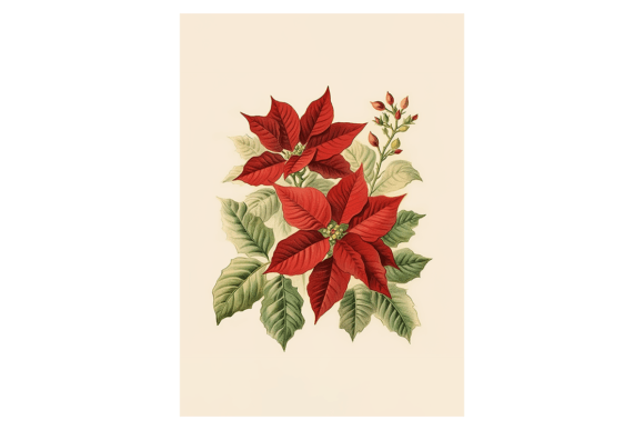 Poinsettia Christmas Card: Premium Illustrations